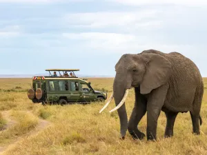 AMboseli